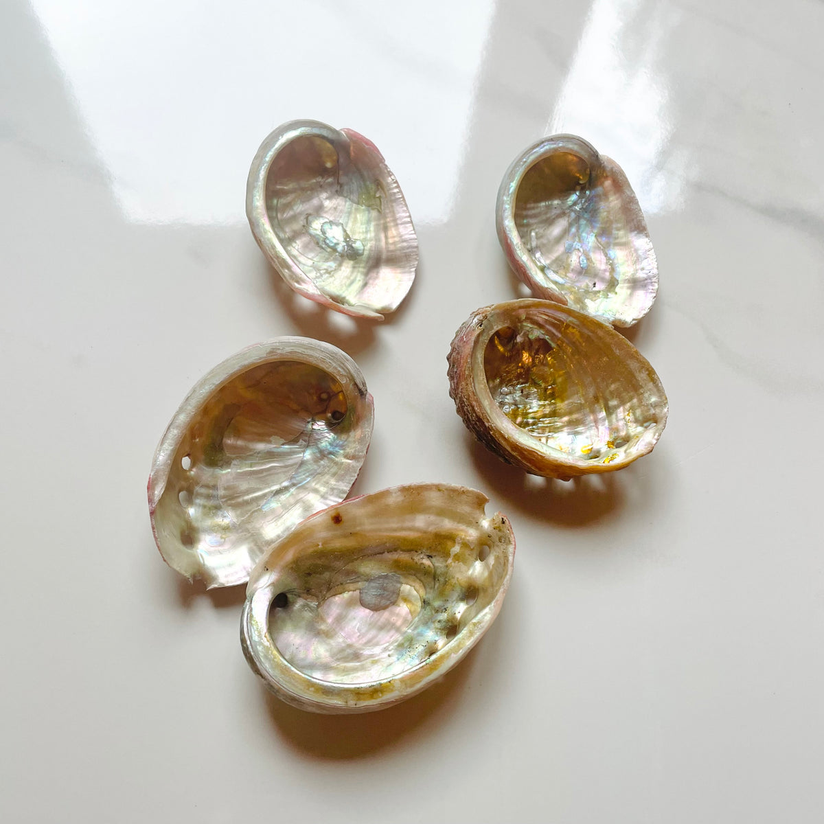 Abalone Shell