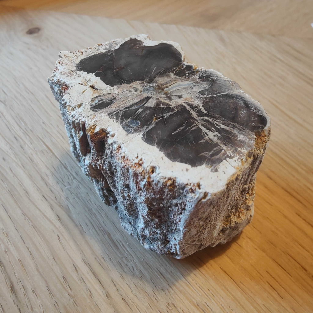 Petrified Wood