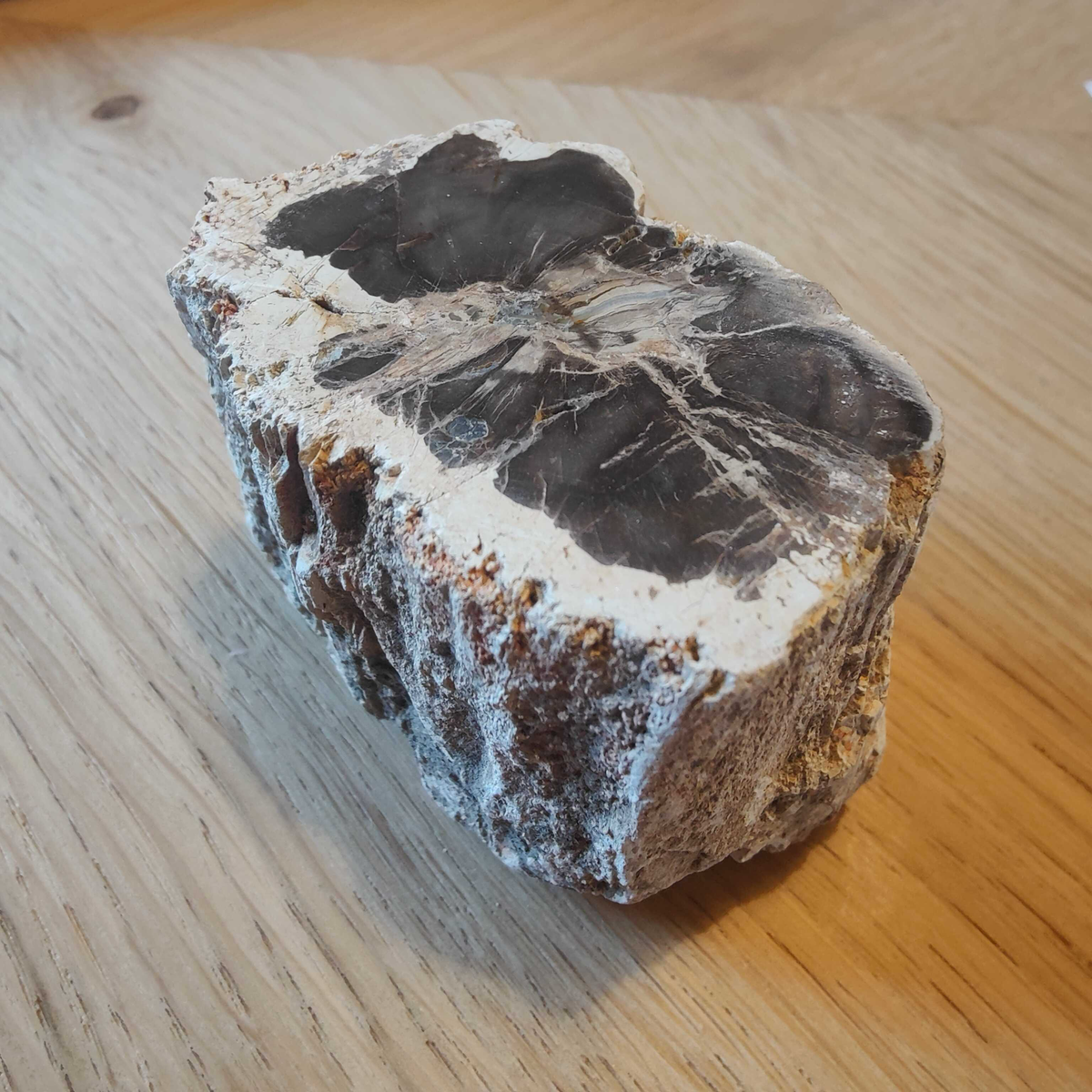 Petrified Wood