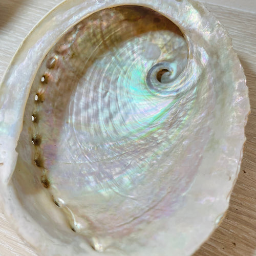 Abalone Shell
