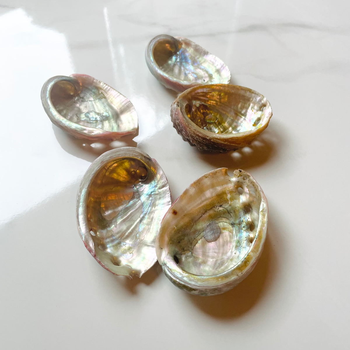 Abalone Shell