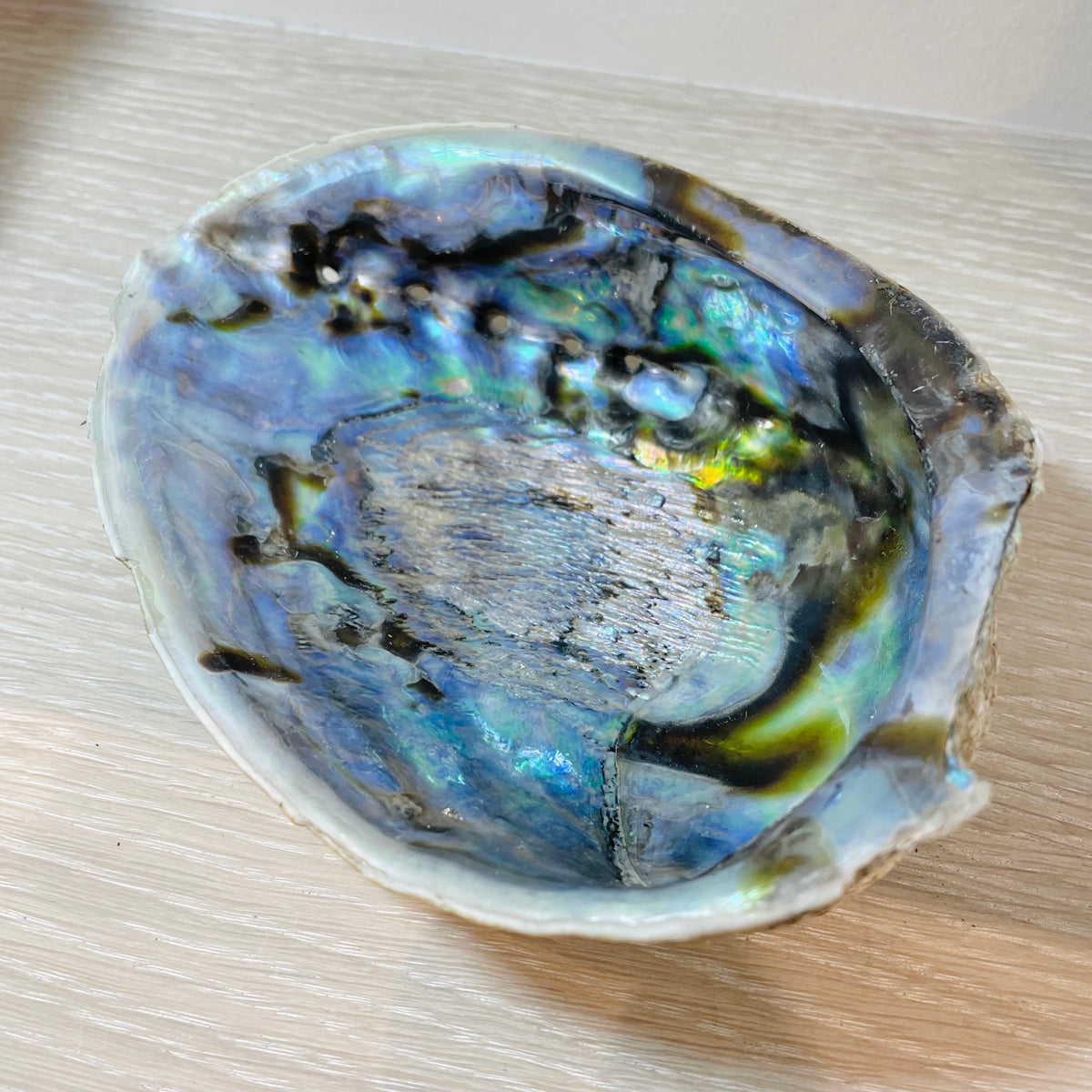 Abalone Shell