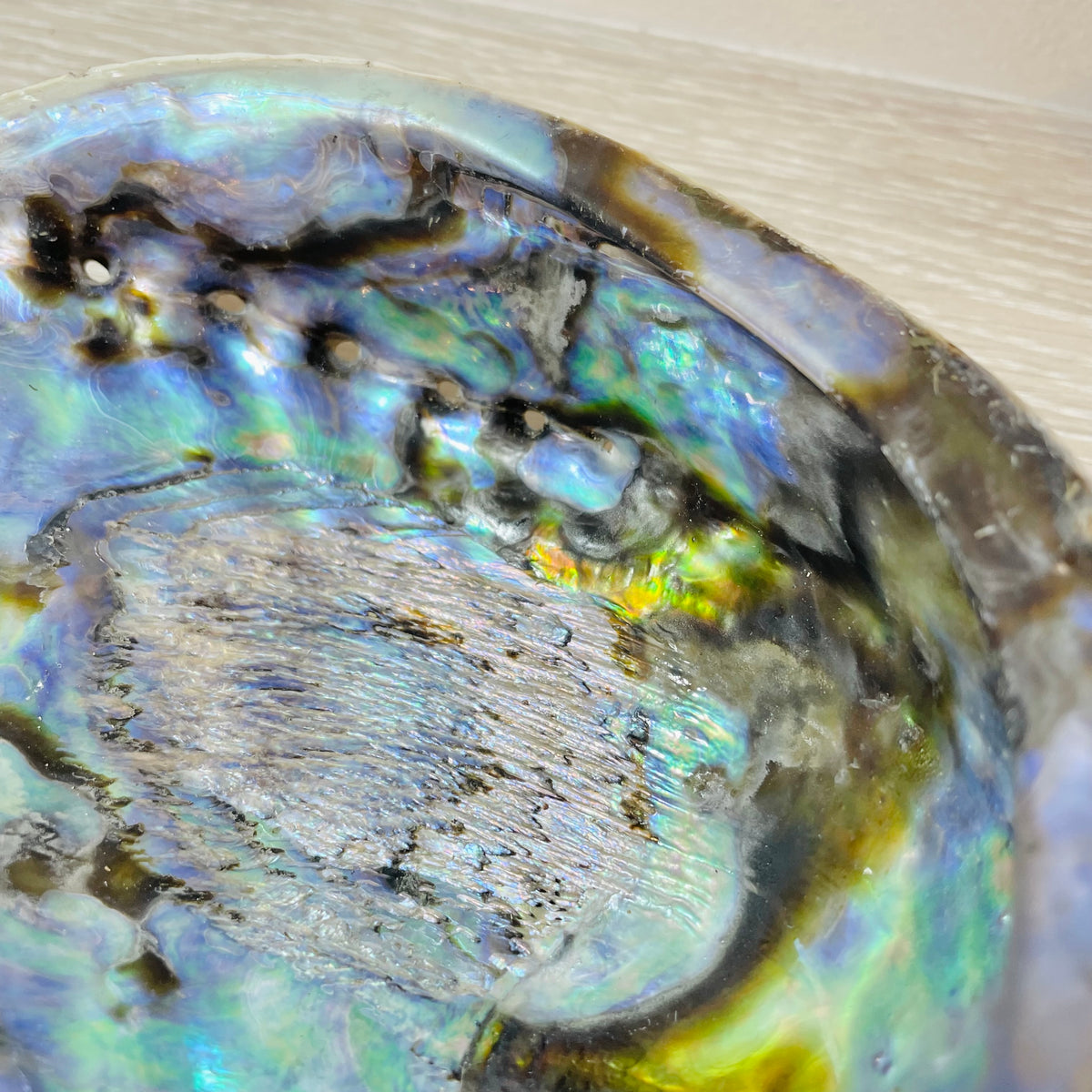 Abalone Shell
