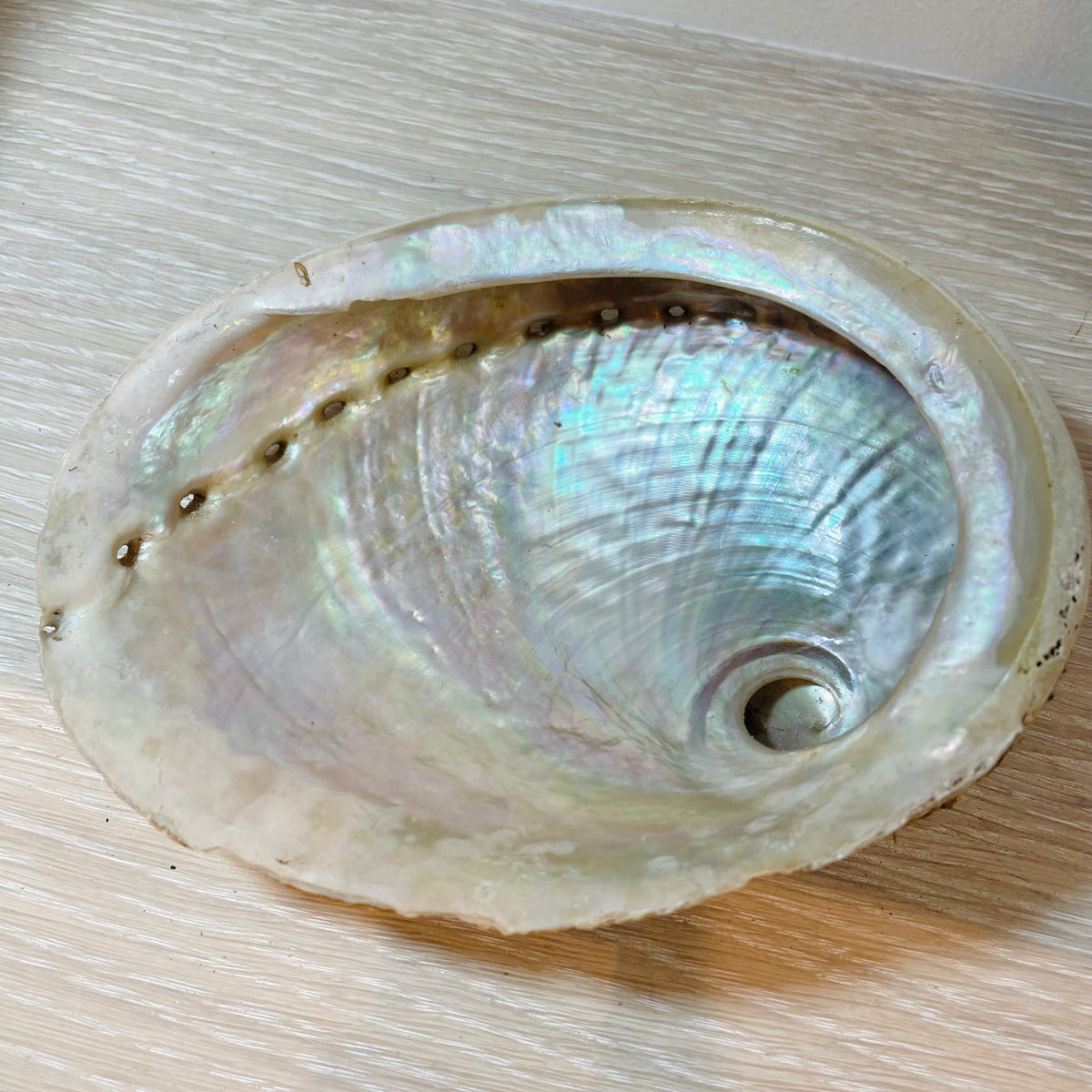 Abalone Shell